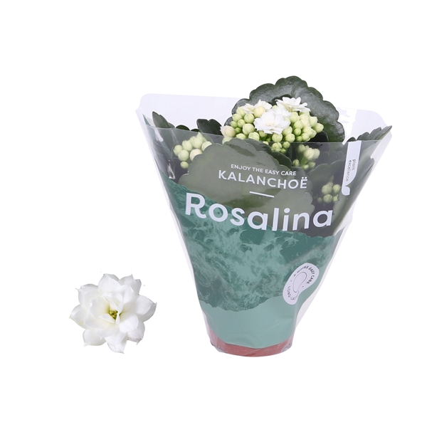 <h4>Kalanchoe Rosalina 06cm Don Dione wit</h4>