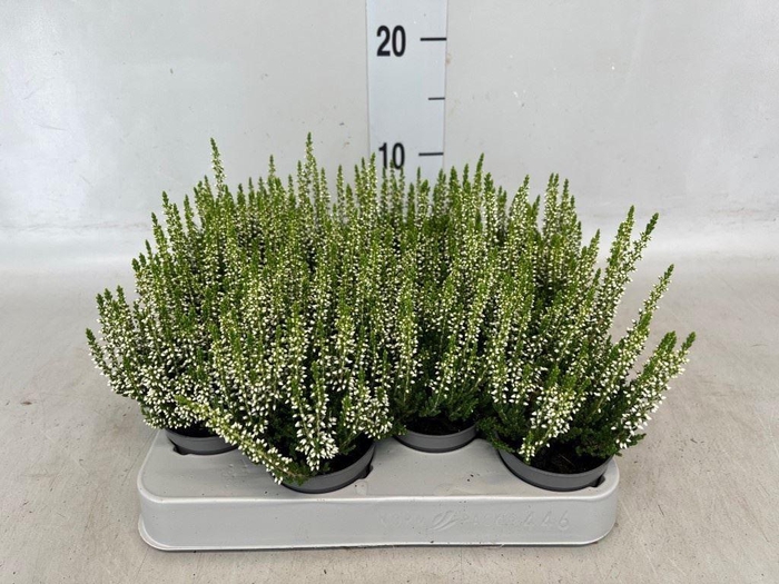Calluna vulg. 'Beauty L Vera'