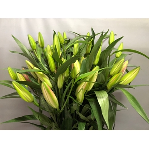 Lilium Oriental Table Dance 4+