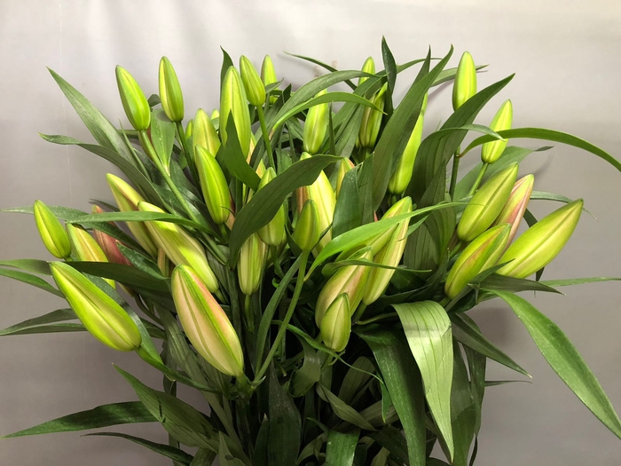 <h4>Lilium Oriental Table Dance 4+</h4>