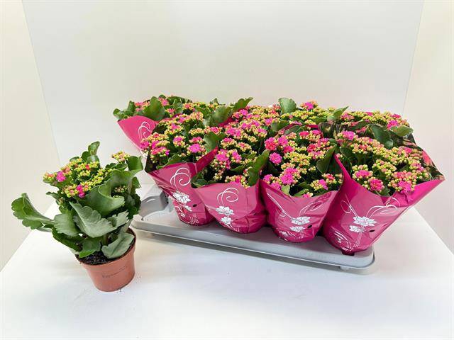 <h4>KAL GE PERFECTA PINK</h4>