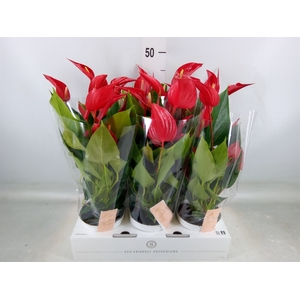 Anthurium  'Banderola Roja'