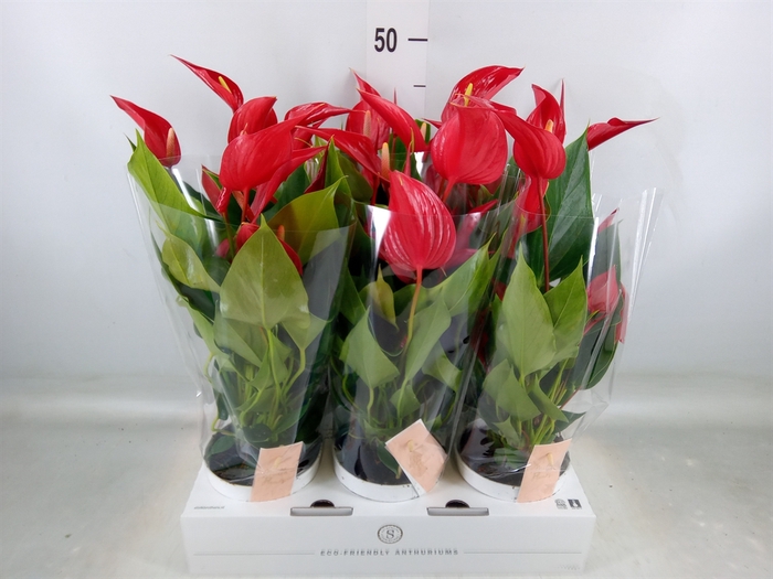 <h4>Anthurium  'Banderola Roja'</h4>