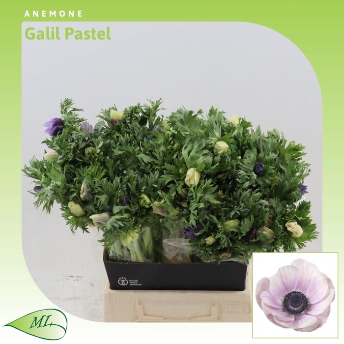 <h4>Anemone Galil Pastel</h4>