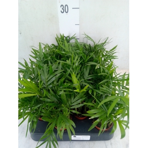 Chamaedorea elegans