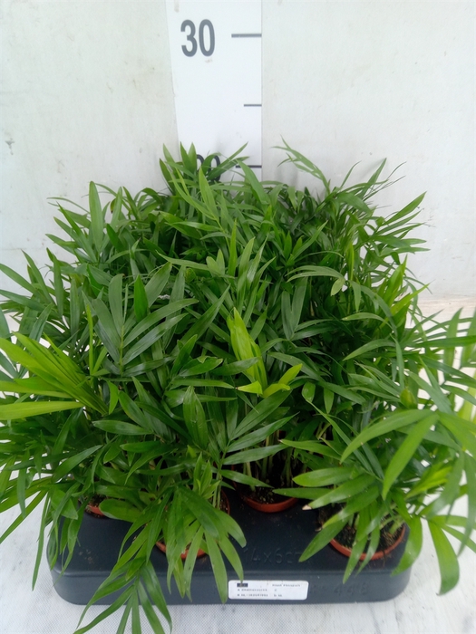 <h4>Chamaedorea elegans</h4>