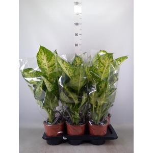 Dieffenbachia  'Mars'