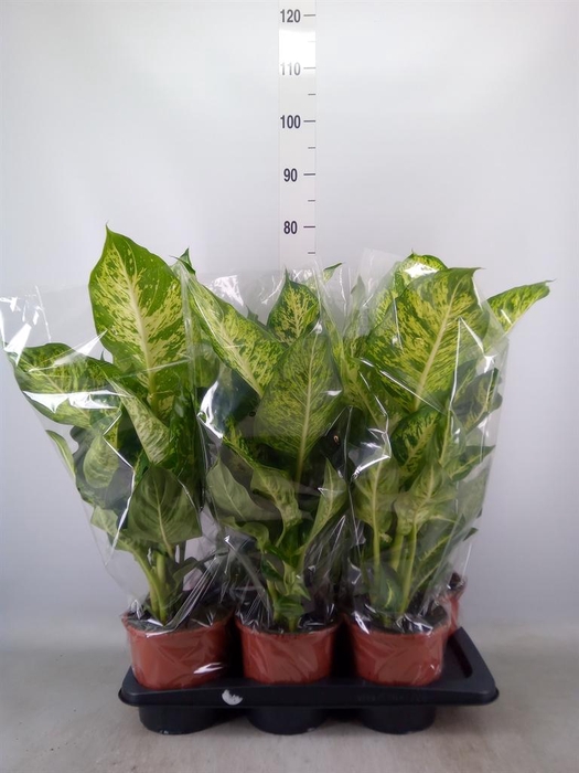 <h4>Dieffenbachia  'Mars'</h4>