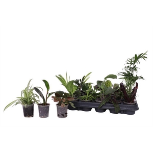 KAMERPL GEM GR 8 SRT