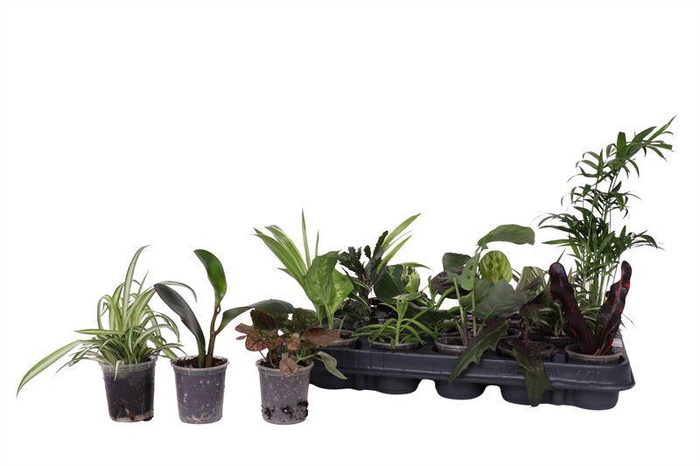 <h4>KAMERPL GEM GR 8 SRT</h4>