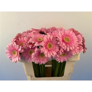 Ge Mi Juna roze op water