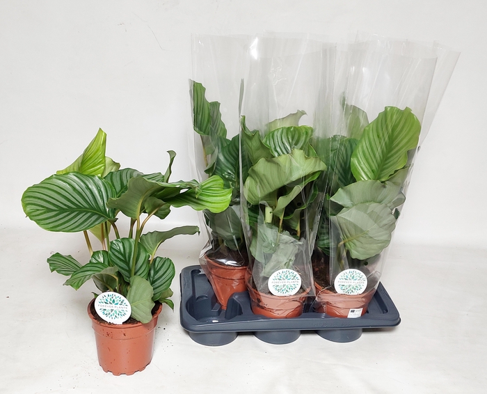 <h4>CALAT ORBIFOLIA</h4>