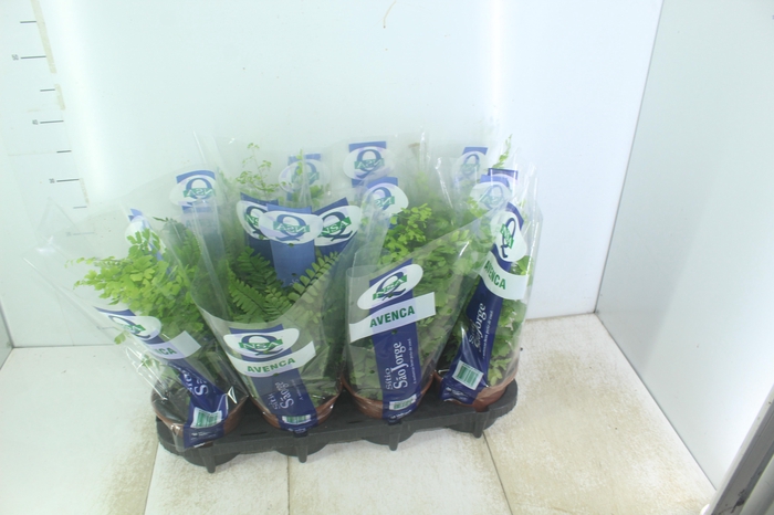 <h4>AVENCA VARIADA P15</h4>