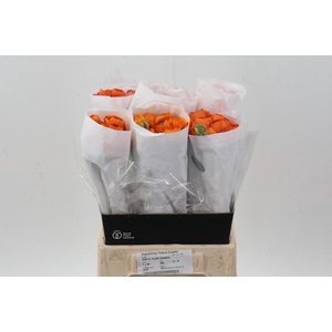 Ran Orange Ecu 45cm