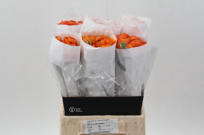 <h4>Ran Orange Ecu 45cm</h4>