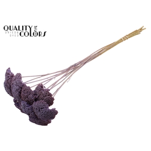 Achillea 2-4cm per stem Frosted Milka