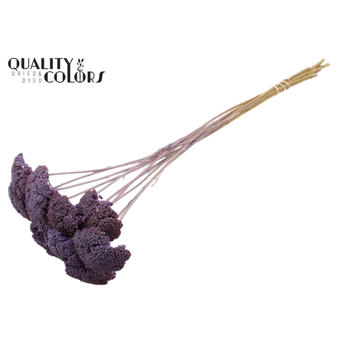 <h4>Achillea 2-4cm per stem Frosted Milka</h4>