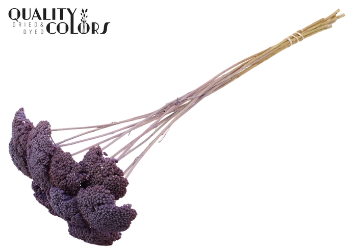 Achillea per stem Frosted Milka