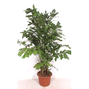 Caryota mitis