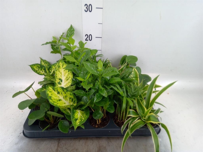 <h4>Planten Groen   ...mix  5</h4>