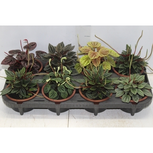PEPEROMIA MINI C13 VARIADO