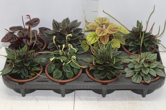 <h4>PEPEROMIA MINI C13 VARIADO</h4>