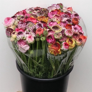 Ran El Stripe Mix Super