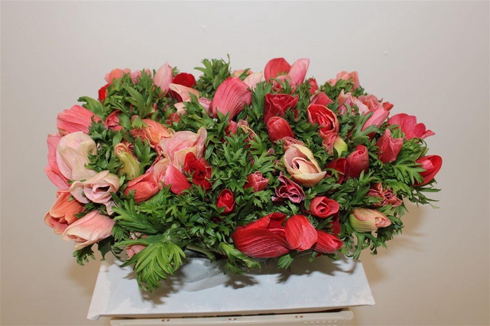 <h4>Anem Rainbow Barbie</h4>