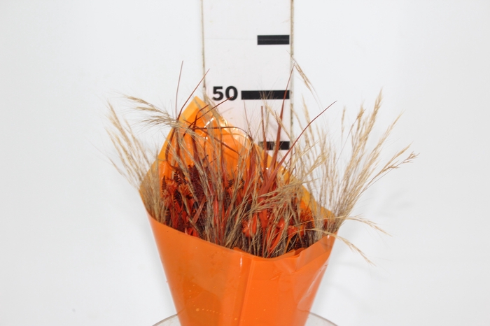 <h4>BUQUE ESSENCIAL - LARANJA</h4>