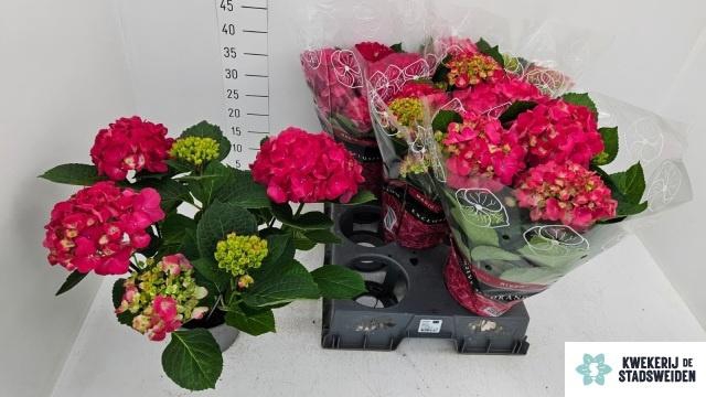 <h4>HYDR M AMSTERDAM</h4>