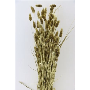 Dried Phalaris Gold Bunch