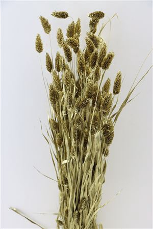 Dried Phalaris Gold Bunch