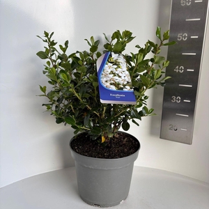 Escallonia