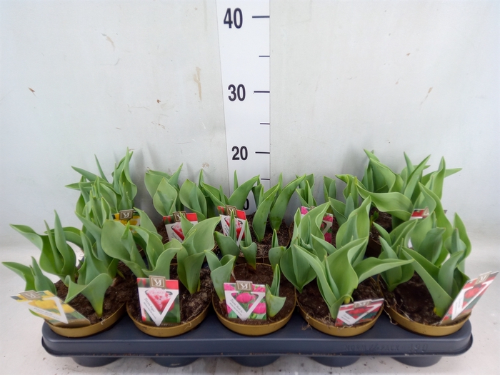 <h4>Tulipa   ...mix</h4>