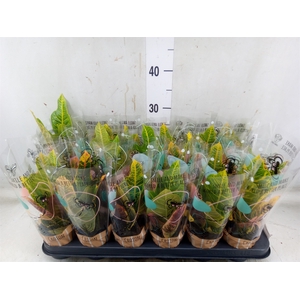 Codiaeum var. GR 'Excellent'