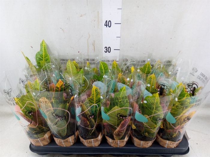 <h4>Codiaeum var. GR 'Excellent'</h4>