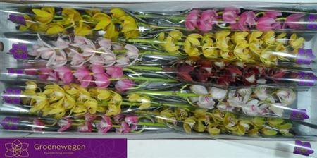 <h4>Cymb Mi Gem</h4>