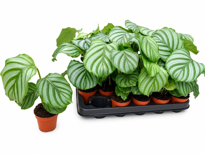 <h4>CALAT ORBIFOLIA</h4>