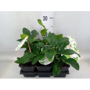 Citrus hystrix