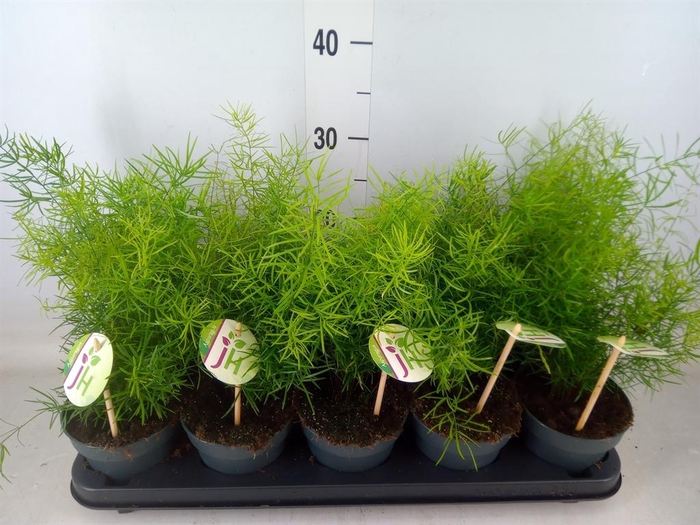 <h4>Asparagus dens. 'Sprengeri'</h4>