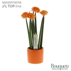 Sansevieria TOP-line Bouquetz Orange in Dots keramiek