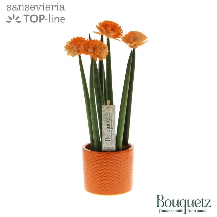 <h4>Sansevieria TOP-line Bouquetz Orange in Dots keramiek</h4>