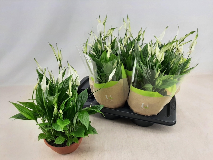 <h4>SPATH CHOPIN</h4>