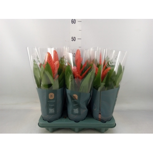 Vriesea  'Intenso Orange'