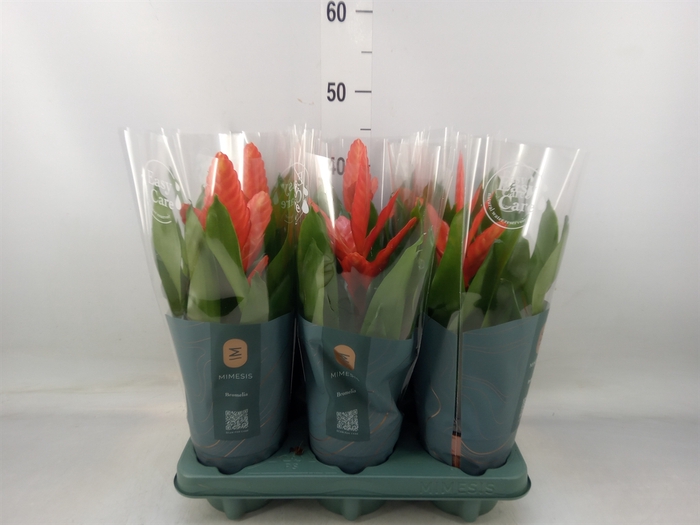 <h4>Vriesea  'Intenso Orange'</h4>