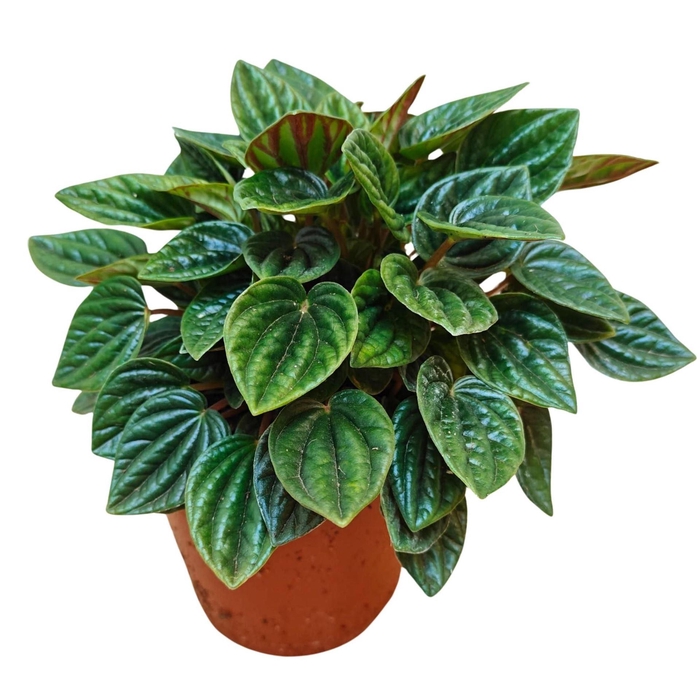 <h4>Peperomia caperata 'Amazonas'</h4>