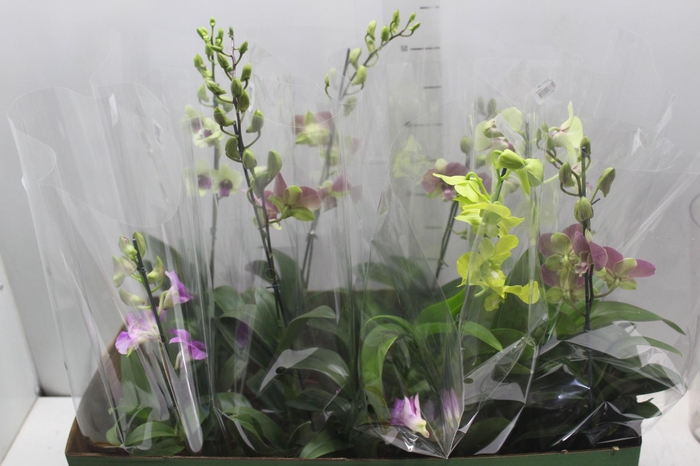 <h4>DENPHALAEN P15</h4>