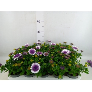 Osteospermum   ...