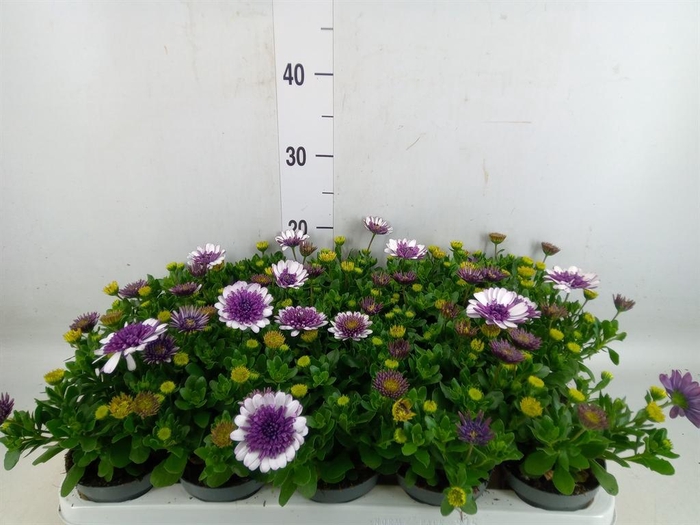 <h4>Osteospermum   ...</h4>