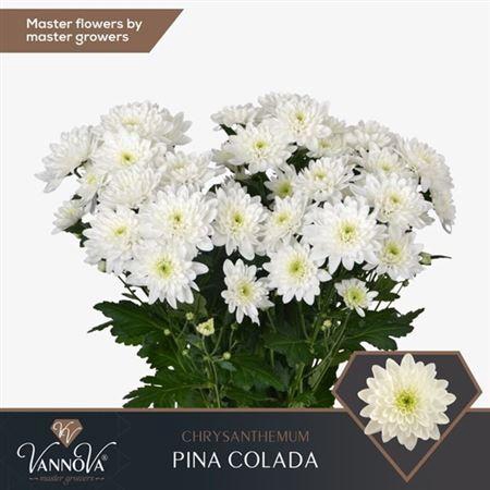 <h4>Chr T Pina Colada</h4>